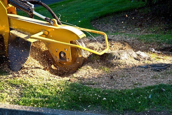 What is tree surgeon