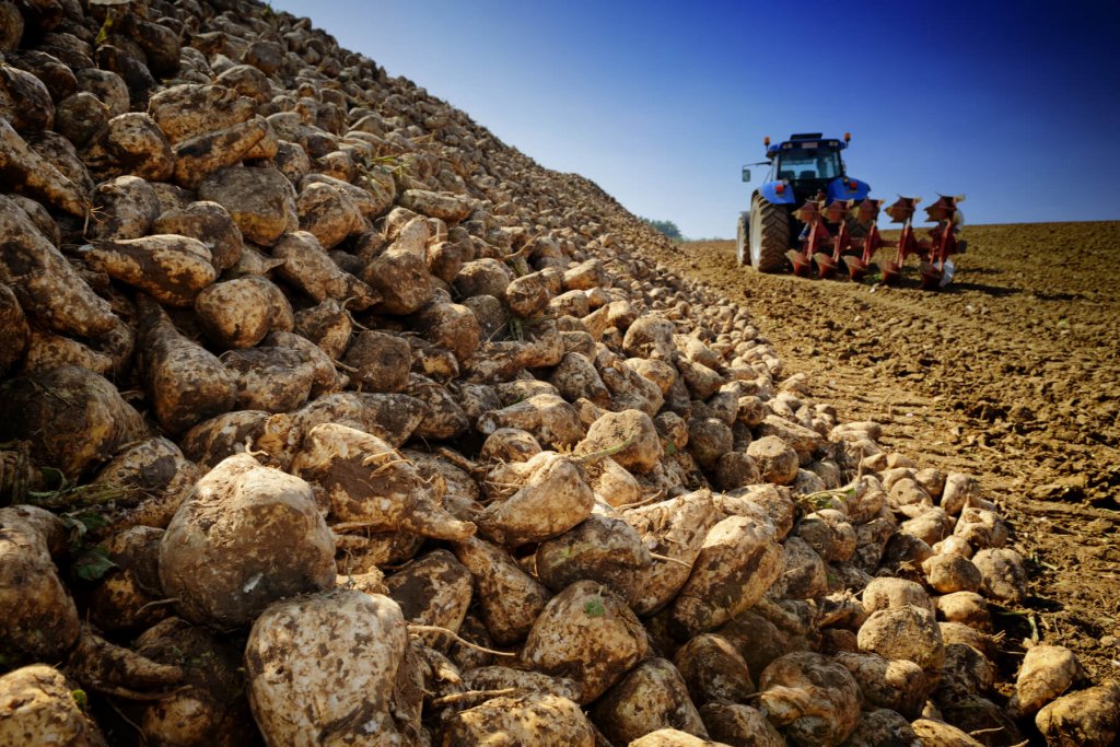 sugar beets