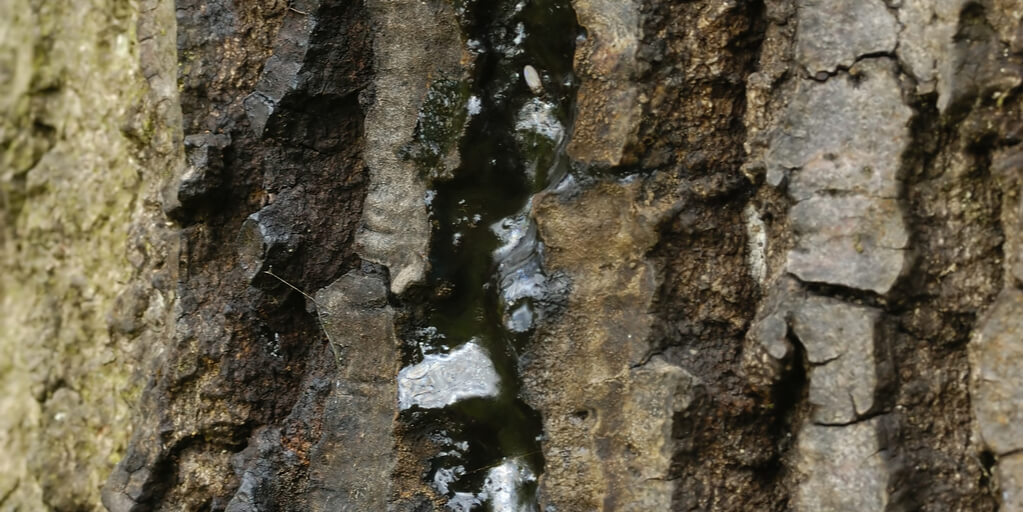 acute oak decline seen on a tree trunk
