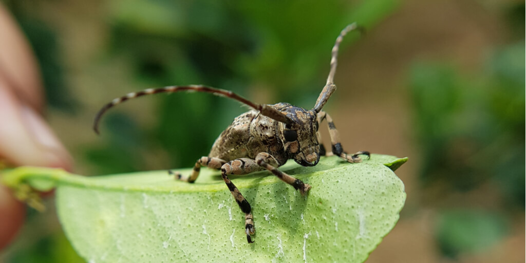 Citrus Longhorn Beetle