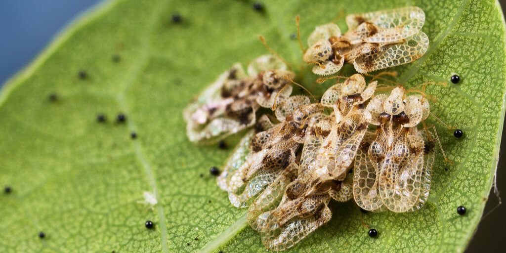 Oak Lace Bug on Leaf