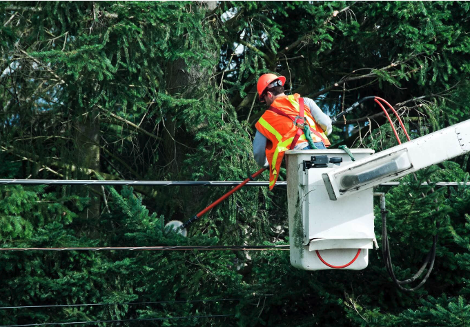 A tree surgeon pruning tree branhes